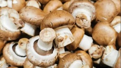 9382659f 19e2 4d3e b401 d96425631429