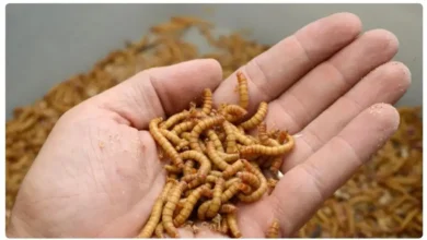 rAJyyDGtSElSnlEYzg2FRZmd4UsOE8oq0jZlGvCj e1765819917363