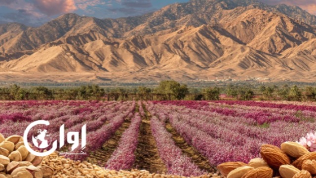 تصویری از مزارع کشاورزی در کرمان، بم، قائنات و حاجی‌آباد با پس‌زمینه‌ای از محصولات کشاورزی. اوان تجارت