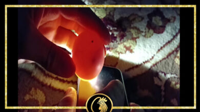 نطفه چی، مرجع اصلی فروش تخم نطفه دار