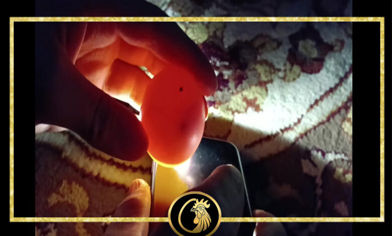 نطفه چی، مرجع اصلی فروش تخم نطفه دار