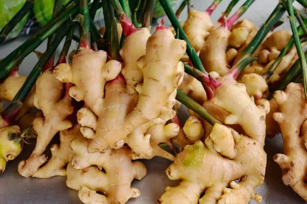 خاصیت زنجبیل یا زنجفیل.jpg